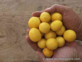 Making lemonade out of lemons