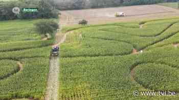Boer vernielt maïsveld met pikdorser in Beringen - TV Limburg