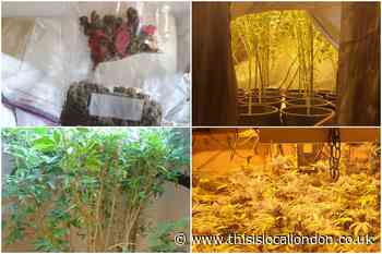 Sicup arrest after drugs warrant uncovers large cannabis farm