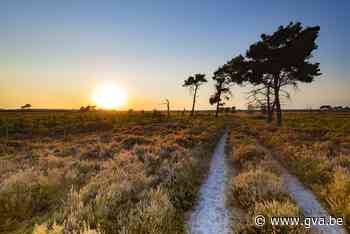 DISCUSSIE. Moet de Kalmthoutse Heide een Nationaal Park worden? - Gazet van Antwerpen