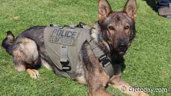 Meet Mako, Kamloops RCMP's newest police dog - CFJC Today Kamloops
