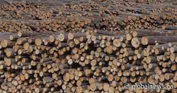 New OSB mill in Prince Albert, Sask. moving forward after timber allocation