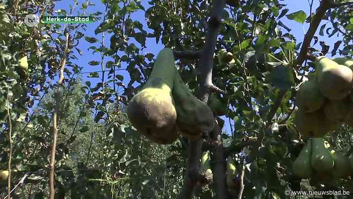 Plannen tegen overstromingen leiden tot burenruzie tussen Herk-de-Stad en Halen