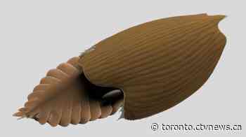 ROM discovers half-a-billion-years-old fossils of new animal species