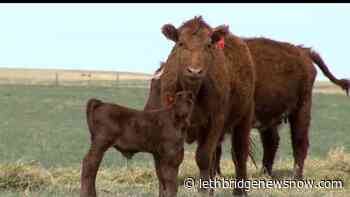 Alberta ranchers can now access $340 million in drought relief - Lethbridge News Now