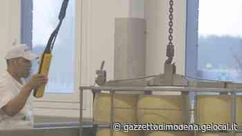 Modena. Il 4 Madonne quel caseificio che macina record al passo coi tempi - La Gazzetta di Modena