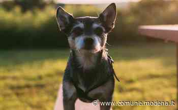 Argo Aperitivo - Comune di Modena