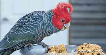 Climate change causing animals to 'shape-shift' to have bigger body parts     - CNET