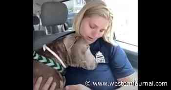 Dog-Gone-It: After Dog Is Stolen in North Carolina, Owner Gets Shocking Delivery