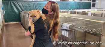 Aurora-area shelters deal with surge in animals coming into the facilities - Chicago Tribune