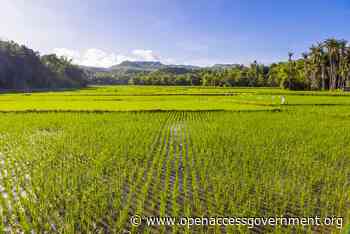 Rice crop: A vital cog in ensuring food security - Open Access Government