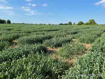 How can we produce more food on less land? - The John Innes Centre