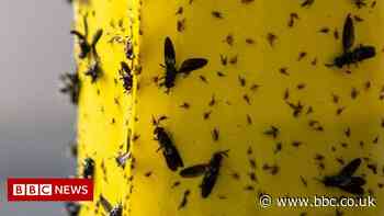 The South African farm turning flies into food for pets - and maybe people - BBC News