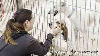 Norfolk animal care offers new tool to make adopting easier