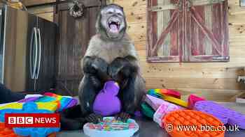 How a monkey launched the pop-it toy craze