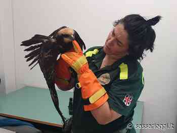 Sassari, un falco ferita ad un'ala, soccorsa e salvata dai barracelli - Sassari Oggi