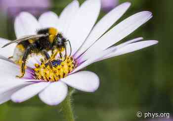 Pollinators contribute to flowering plant diversity