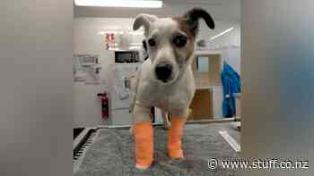 Gadget the detector dog gets special ferry crossing after breaking leg - Stuff.co.nz