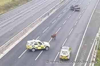 Traffic grinds to a halt after cow strays onto M25