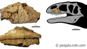 'Shark-Toothed' Dinosaur That Competed With T-Rex Lived in Present Uzbekistan 90 Million Years Ago