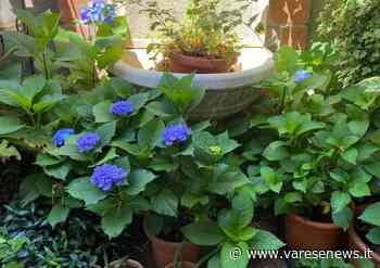 Ortensie blu "rinate" per decorare la caserma dei carabinieri di Samarate - varesenews.it