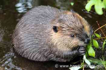 Herefordshire now home to beavers, says government
