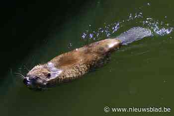 Bever gespot aan Vlaamsekaai: brandweer plaatst speciale loo... (Gent) - Het Nieuwsblad