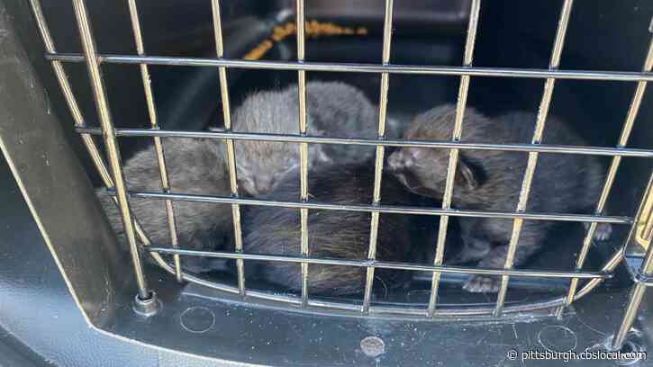 Police: Charges Pending After Humane Officers Find At Least 2 Dozen Cats Living In Lawrenceville Hoarding Situation