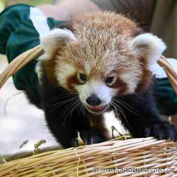 Name gesucht - Roter Panda ist geimpft und kerngesund - radioeuskirchen.de