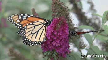 Bus driver raises Monarch butterflies during COVID-19 pandemic
