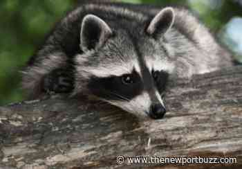 Rhode Island Couple Exposed to Rabid Raccoon, DEM Urges Public Not to Feed Wildlife - Newport Buzz