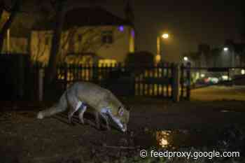 Here’s How Daylight Saving Time Influences Wildlife
