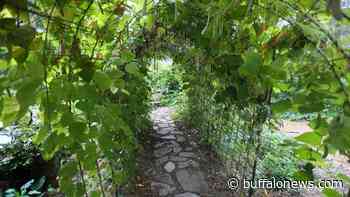 Outdoor Spaces: A 'food forest' in the City of Tonawanda - Buffalo News