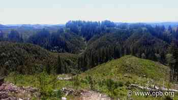 OSU doesn’t want to own the Elliott State Forest anymore - OPB News