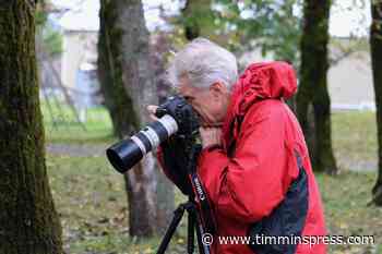 Havelock sees the forest for the trees | The Daily Press - Timmins Press