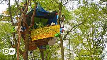 German court: Clearing Hambach Forest treehouses 'illegal' - DW (English)