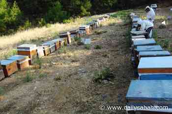 Insect in burned forest gives hope to Turkey’s troubled beekepers | Daily Sabah - Daily Sabah