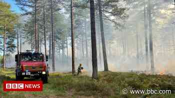 Wareham Forest: More heathland destroyed as fire breaks out - BBC News