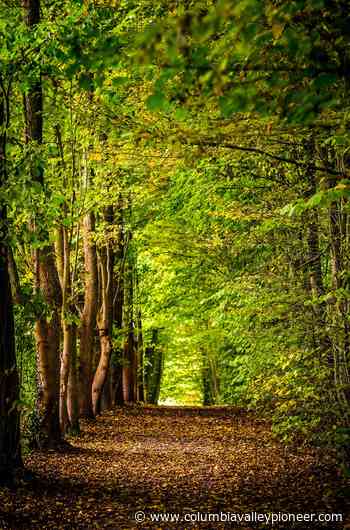 Forest Meditation Walks - Columbia Valley Pioneer