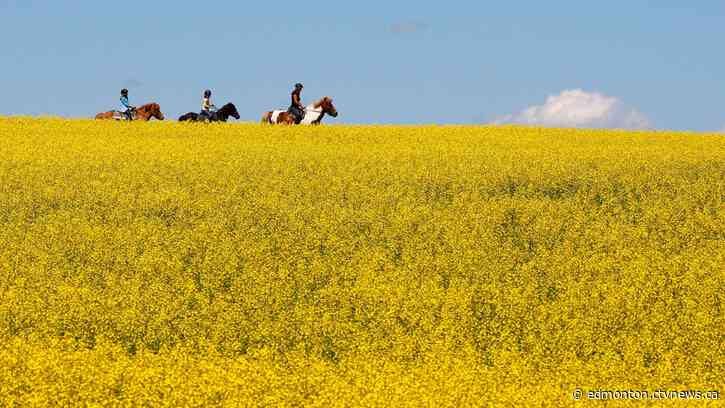 Tough growing season in Alberta will impact consumers' pockets, experts say