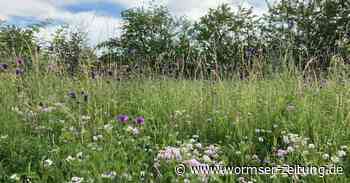 Nabu legt in Heppenheim Wiesen für Insekten an - Wormser Zeitung