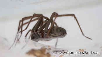 Blomberg: Spinne lenkt Autofahrer ab - Unfall mit Traktor und Lkw - SauerlandKurier