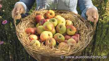 Starnberger Apfelsaft - Süddeutsche Zeitung