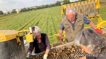 Landwirte im Landkreis Dachau sind besorgt: Kälte und Nässe bedrohen die Kartoffel - Merkur Online