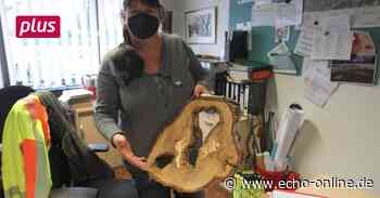 Bischofsheim geht gegen das Baumsterben vor - Echo Online