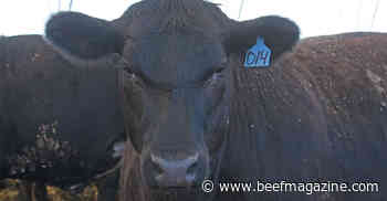 Cattle comfort a priority for farm