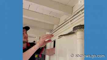 WATCH:  Stubborn snake snagged from inside wall