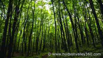 Be a Better Gardener: Forest forensics and roadside ecology - Hudson Valley 360