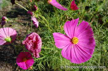 GARDENER'S CHECKLIST: Week of September 9, 2021 - theberkshireedge.com