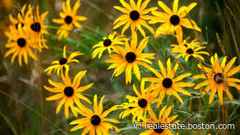 Ask the Gardener: Great plants for streetside strips - Boston.com